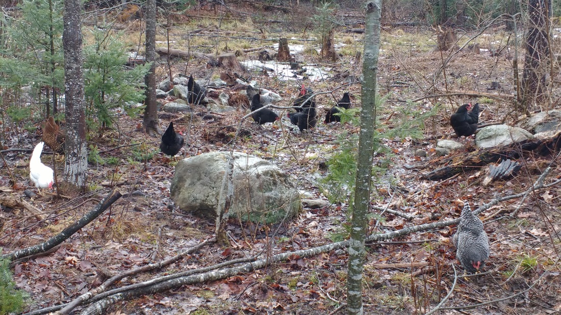 Chickens in woods picture