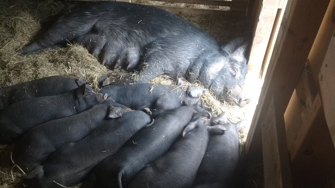 Nap time on Greener Days Farm - Our LB/Tamworth cross with her tired piglets! Picture