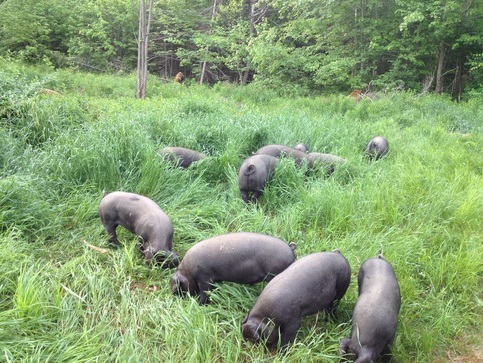 Large Black Heritage Pigs Enjoying Pasture! (Picture)