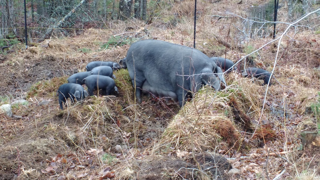 Large Black Sow (Poppy) with her piglets doing a little landscaping. Picture