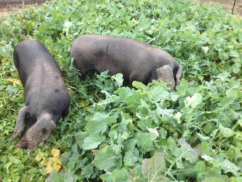 Large Black Pigs harvesting kale in a crop field! Picture