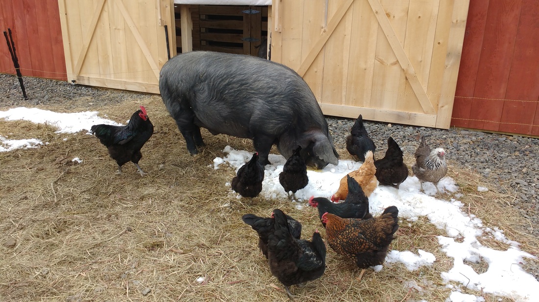 Chickens love pigs! Picture