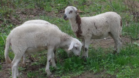 We love hair sheep - no shearing! Picture