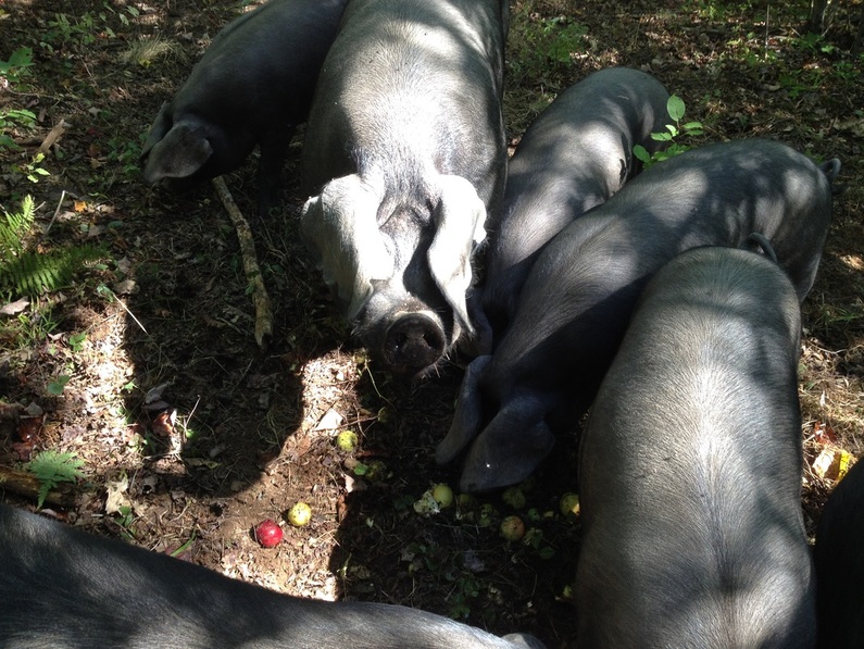 Our Large Black Boar saying thanks for the apples! Picture